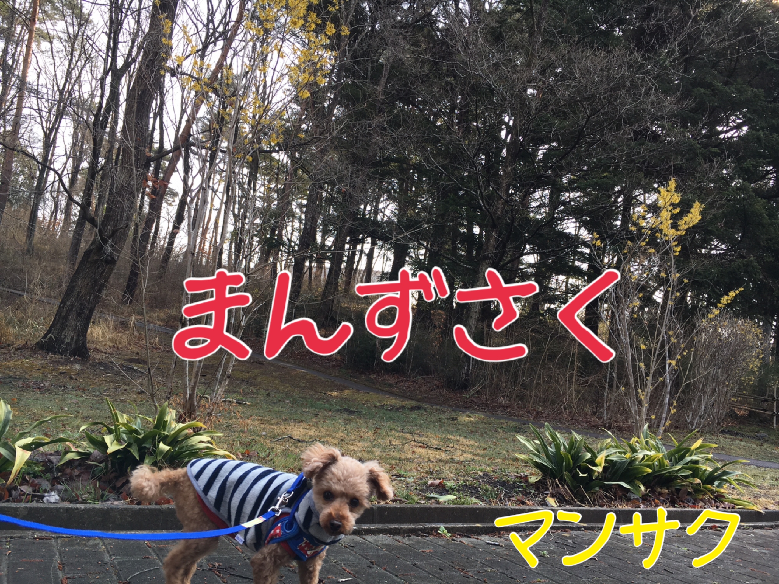 十三塚公園で愛犬と花をみながらウキウキ散歩 In The Early Afternoon 十三塚公園で愛犬と花をみながらウキウキ散歩 In The Early Afternoon