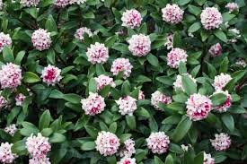 マンネリしない方法がある 敬老の日に花言葉から気持ちを伝えた花のプレゼント In The Early Afternoon